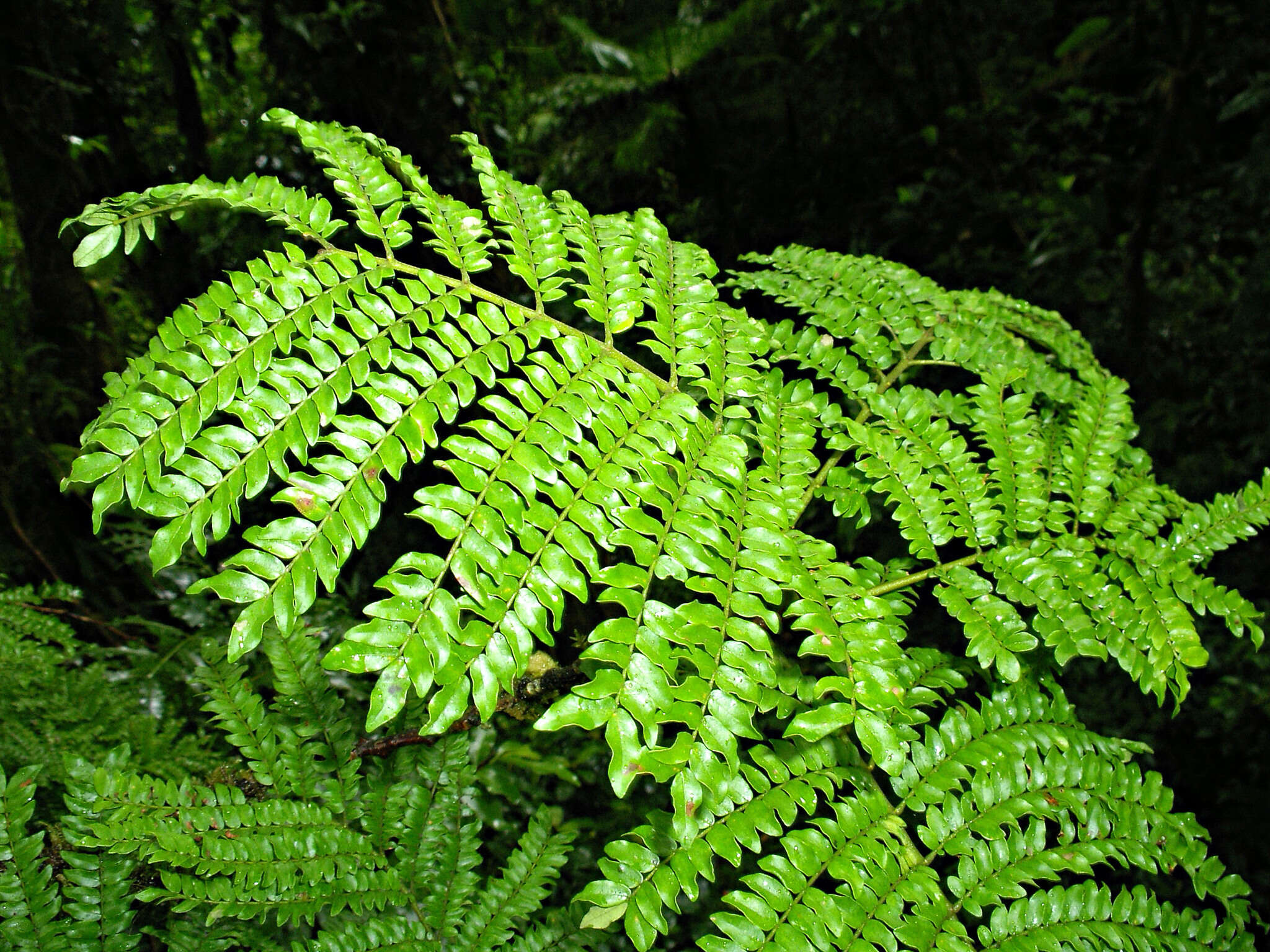 Image de Cojoba costaricensis Britton & Rose