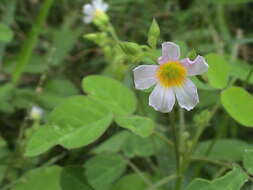 Sivun Oxalis barrelieri L. kuva