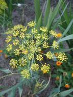 Image of dill