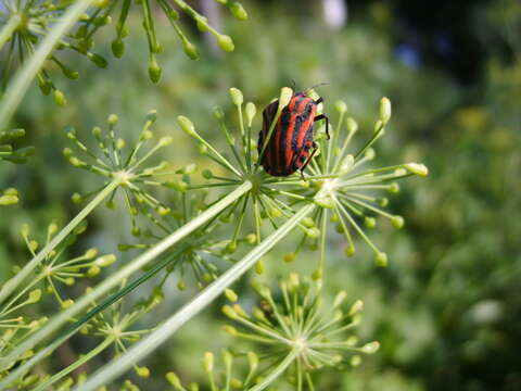 Image of <i>Graphosoma italicum</i>