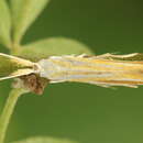 Image of Coleophora vibicella