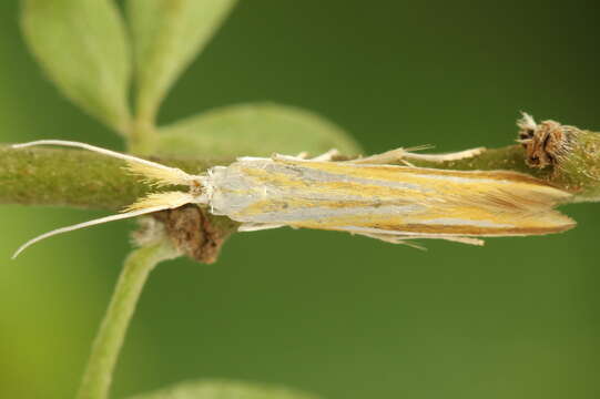 Image of Coleophora vibicella