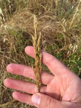 Image of Pacific hairgrass