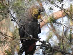 Calyptorhynchus lathami (Temminck 1807) resmi