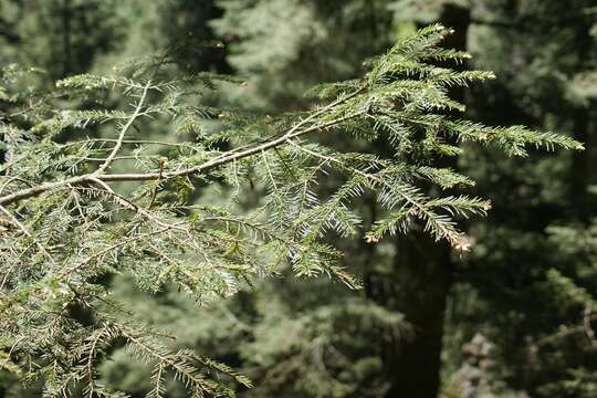 Image de Abies religiosa (Kunth) Schltdl. & Cham.