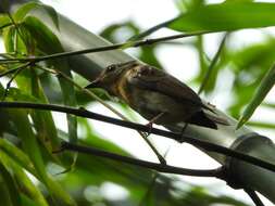 Image of Chinese Blue Flycatcher