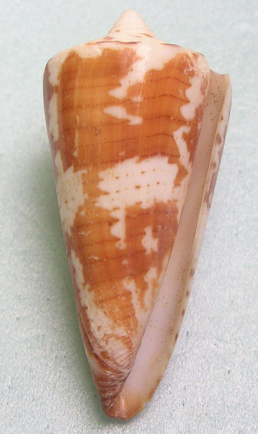 Image de Conus maldivus Hwass ex Bruguière 1792