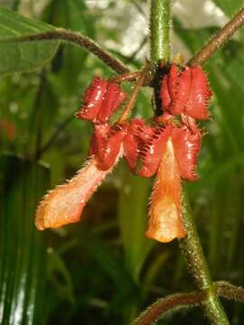 Image of Glossoloma cucullatum (C. V. Morton) J. L. Clark