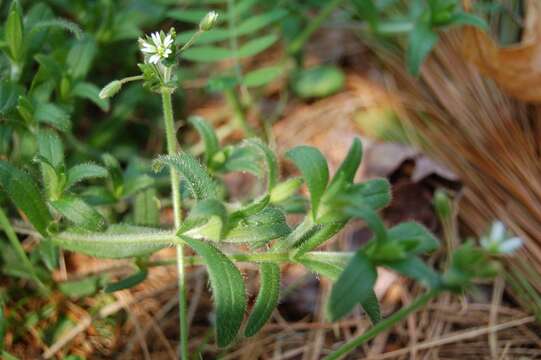 Image of common chickweed