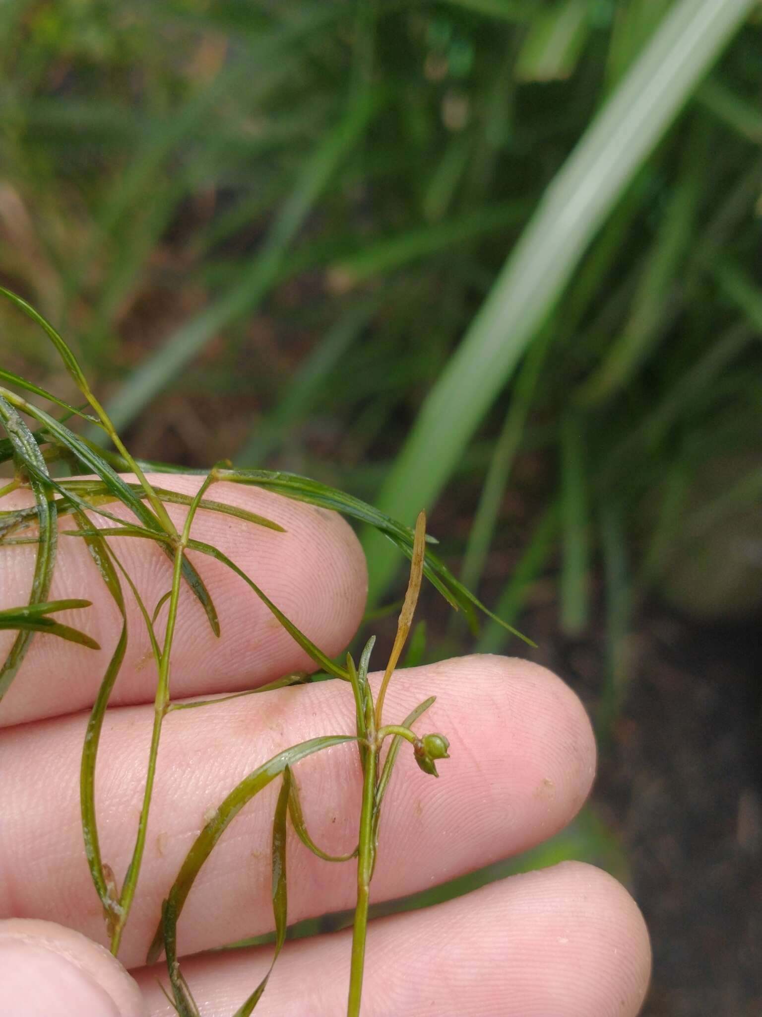 Image of leafy pondweed