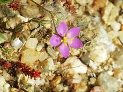 صورة Spergularia purpurea (Pers.) G. Don fil.