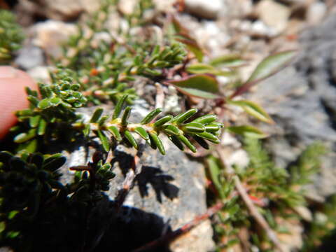 Image of purple crowberry