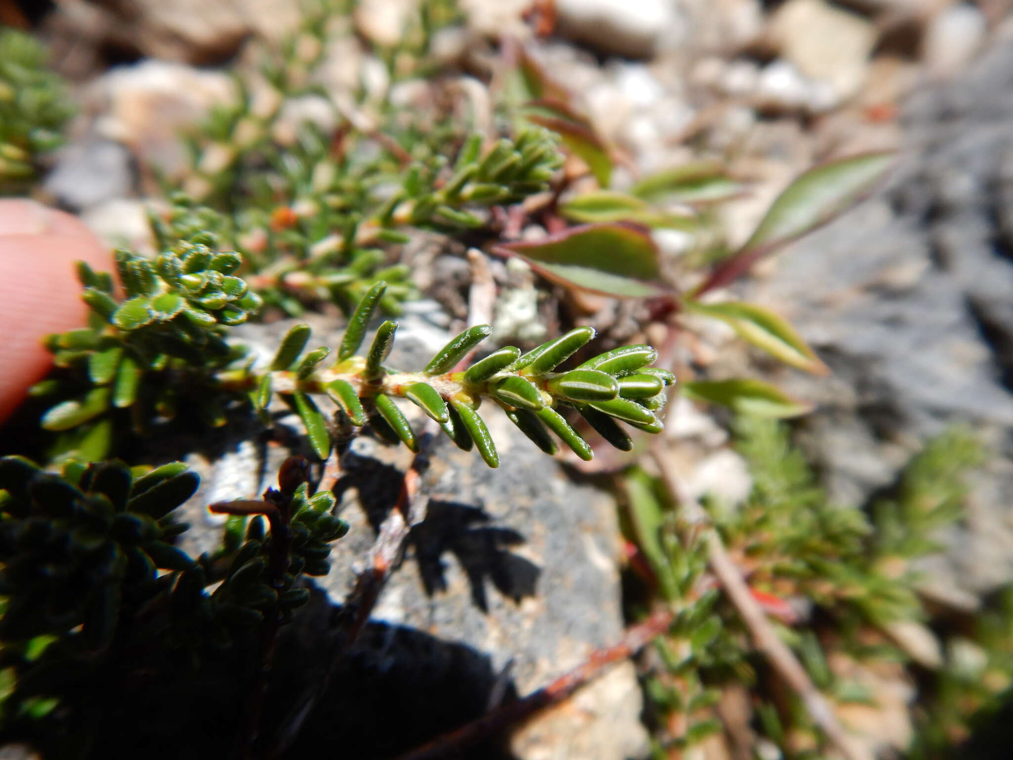 Image of purple crowberry