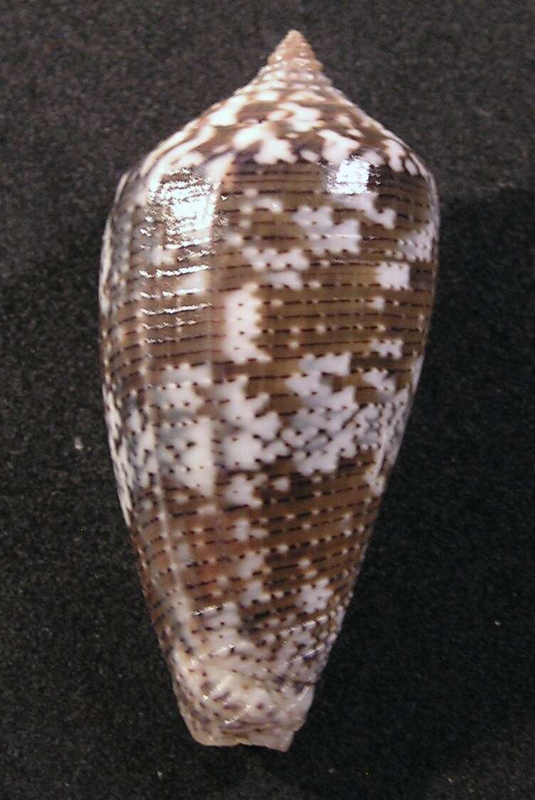 Image of Supreme Cone
