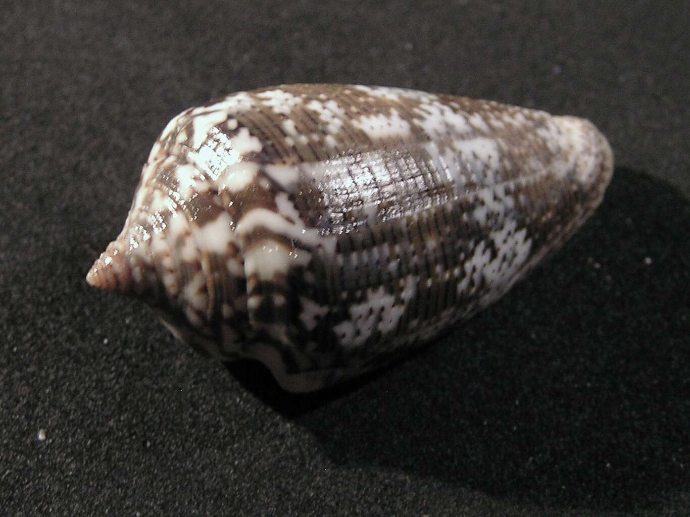 Image de Conus monachus Linnaeus 1758