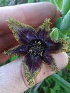 صورة Ferraria crispa Burm.