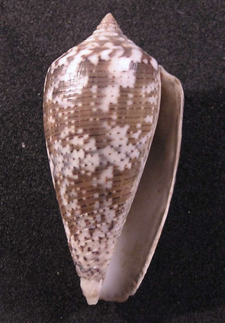 Image de Conus monachus Linnaeus 1758