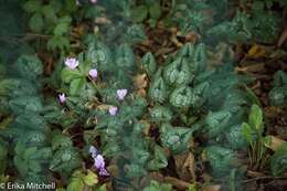 Image of baby cyclamen