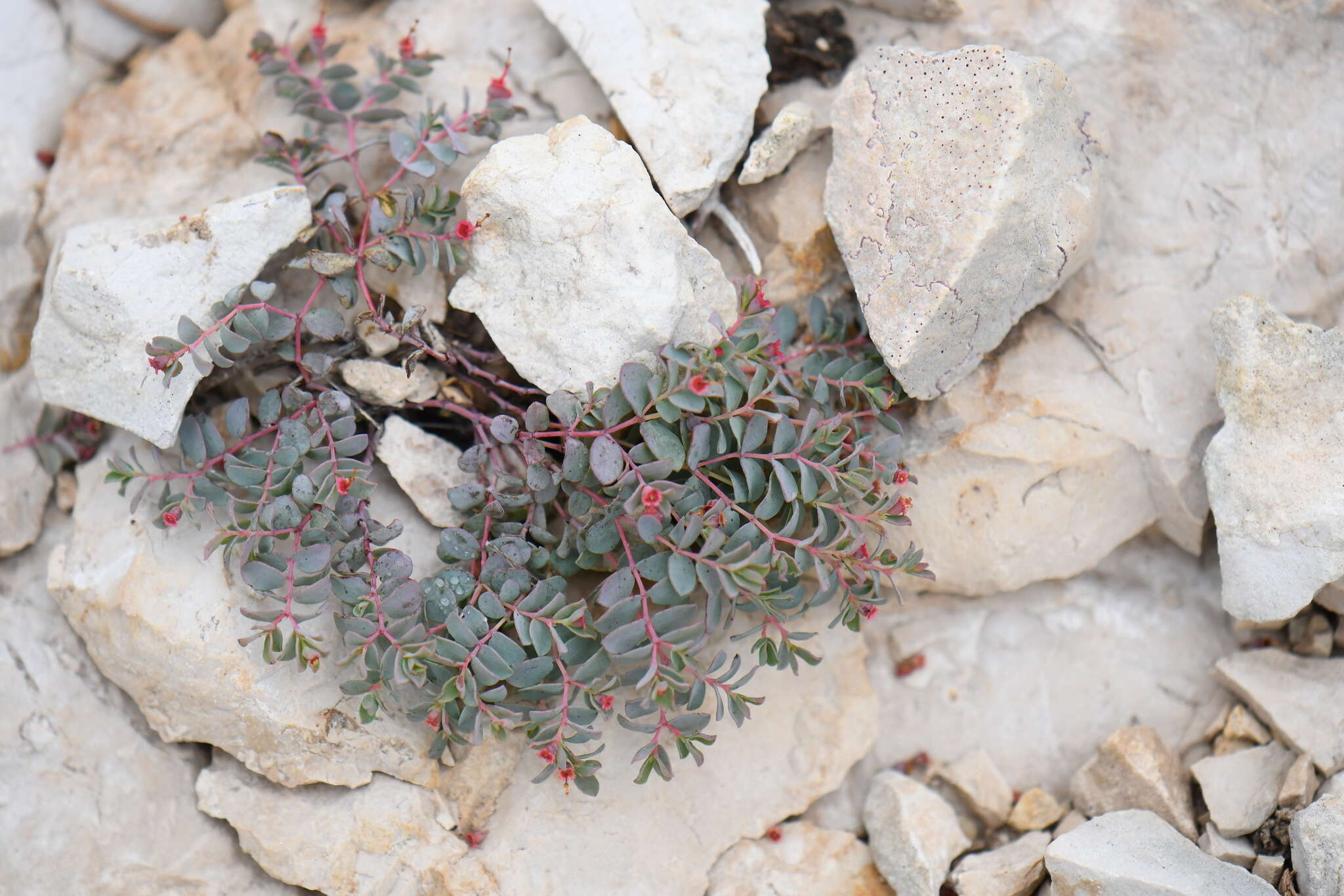 Imagem de Euphorbia jejuna M. C. Johnst. & Warnock