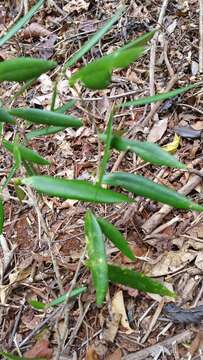 Sivun Noronhia linearifolia Boivin ex Dubard kuva