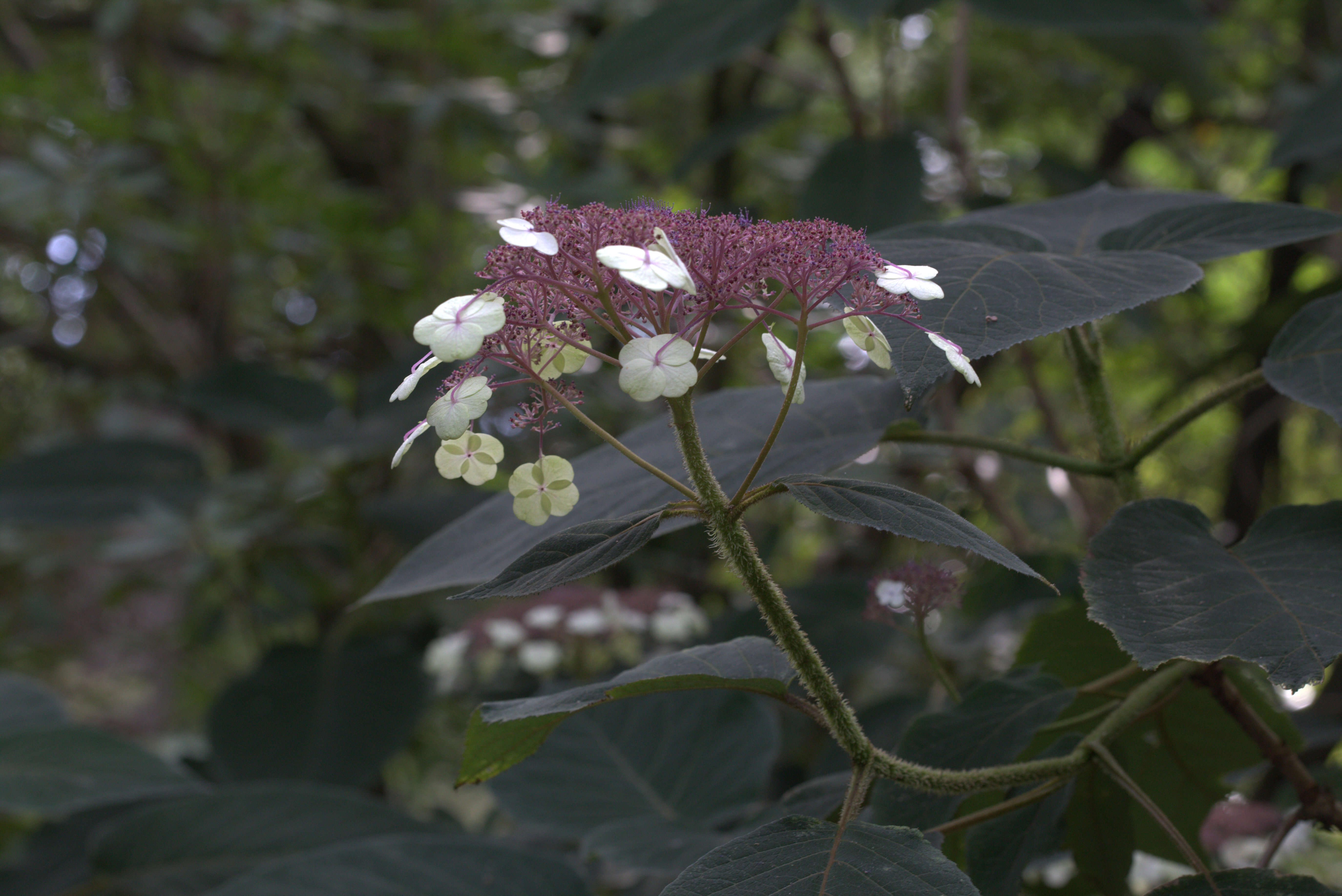 Image of Hydrangea sargentiana Rehder