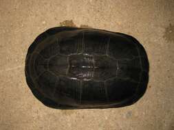 Image of West African mud turtle