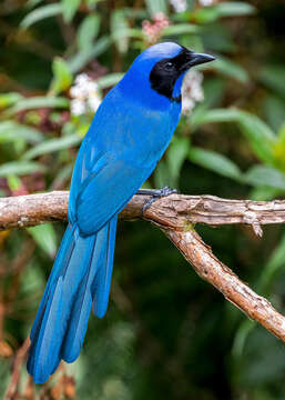 Image of Black-collared Jay