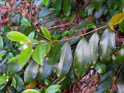 Image of Archirhodomyrtus