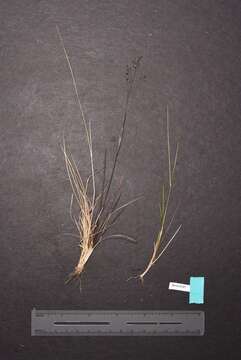 Imagem de Agrostis idahoensis Nash