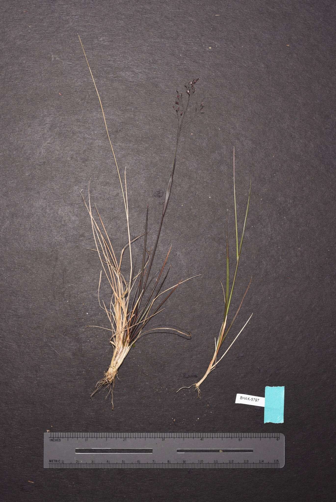 Imagem de Agrostis idahoensis Nash