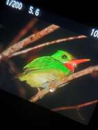 Image of Puerto Rican Tody