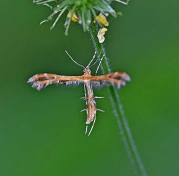 Image of Oxyptilus ericetorum (Stainton 1851)