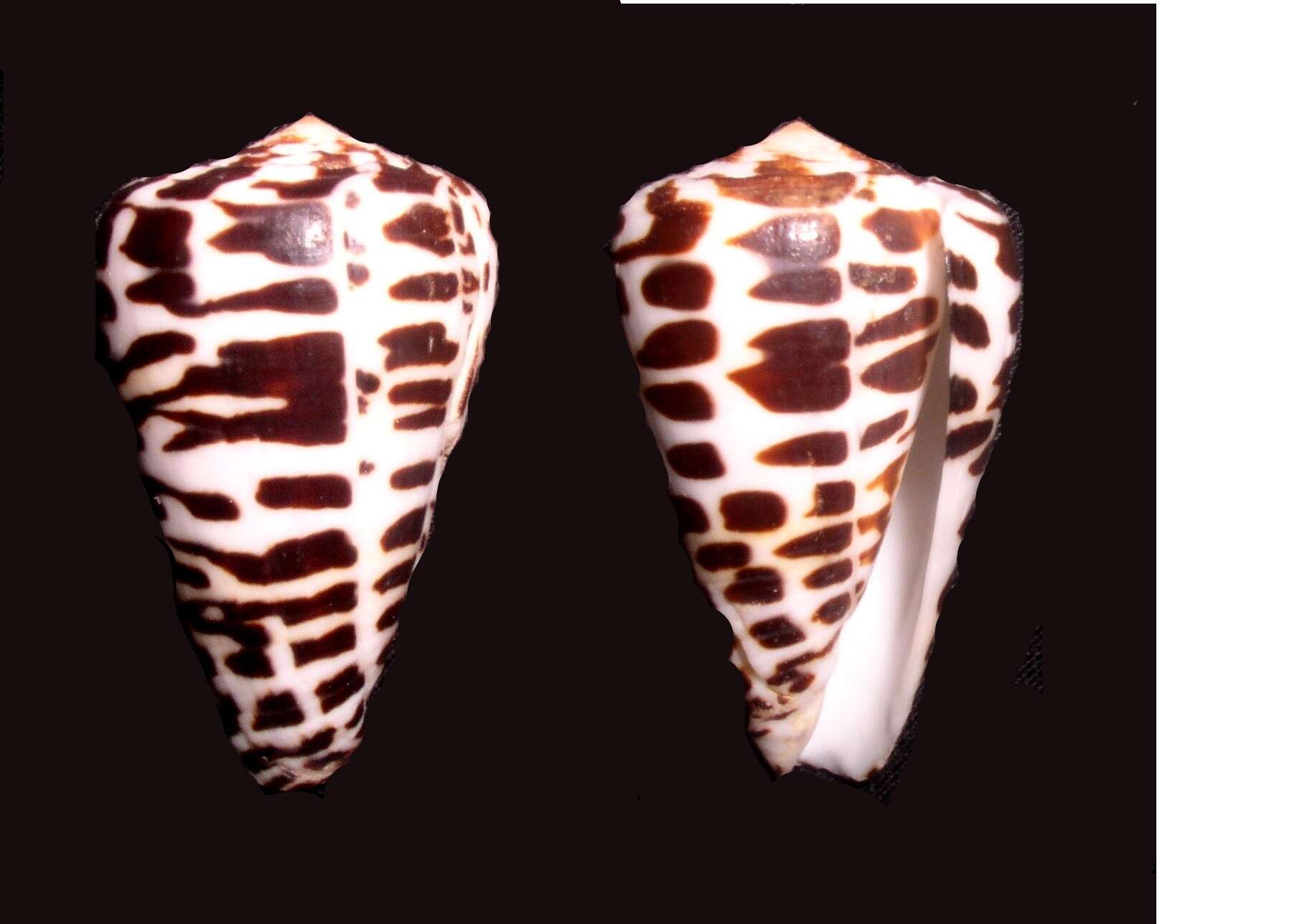 Image of ivory cone