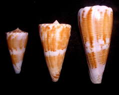 Image of Conus voluminalis Reeve 1843