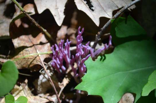 Image of Clavaria zollingeri Lév. 1846