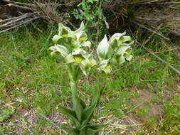 Plancia ëd Chloraea magellanica Hook. fil.