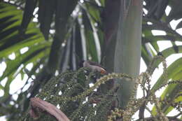 Image of Sooty-headed Bulbul