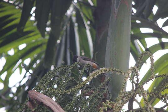 Image of Sooty-headed Bulbul