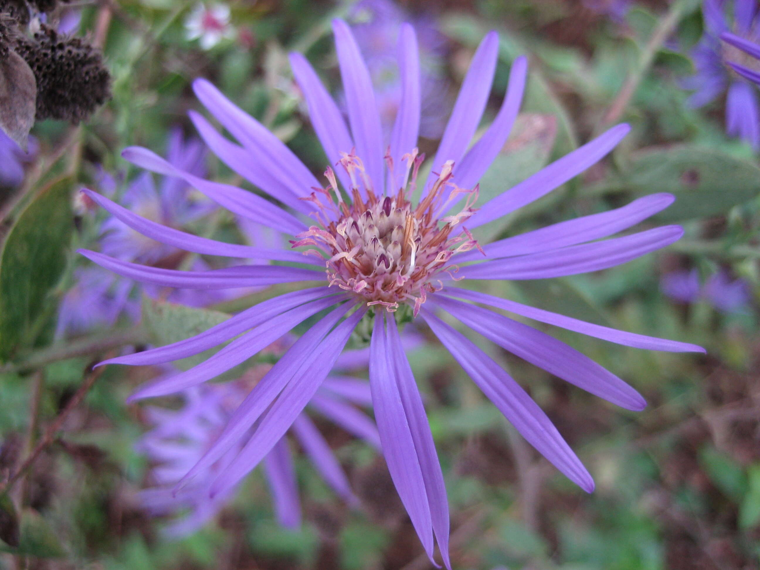 Image de Symphyotrichum georgianum (Alexander) G. L. Nesom