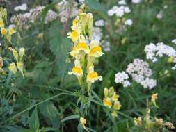 Image of Common Toadflax