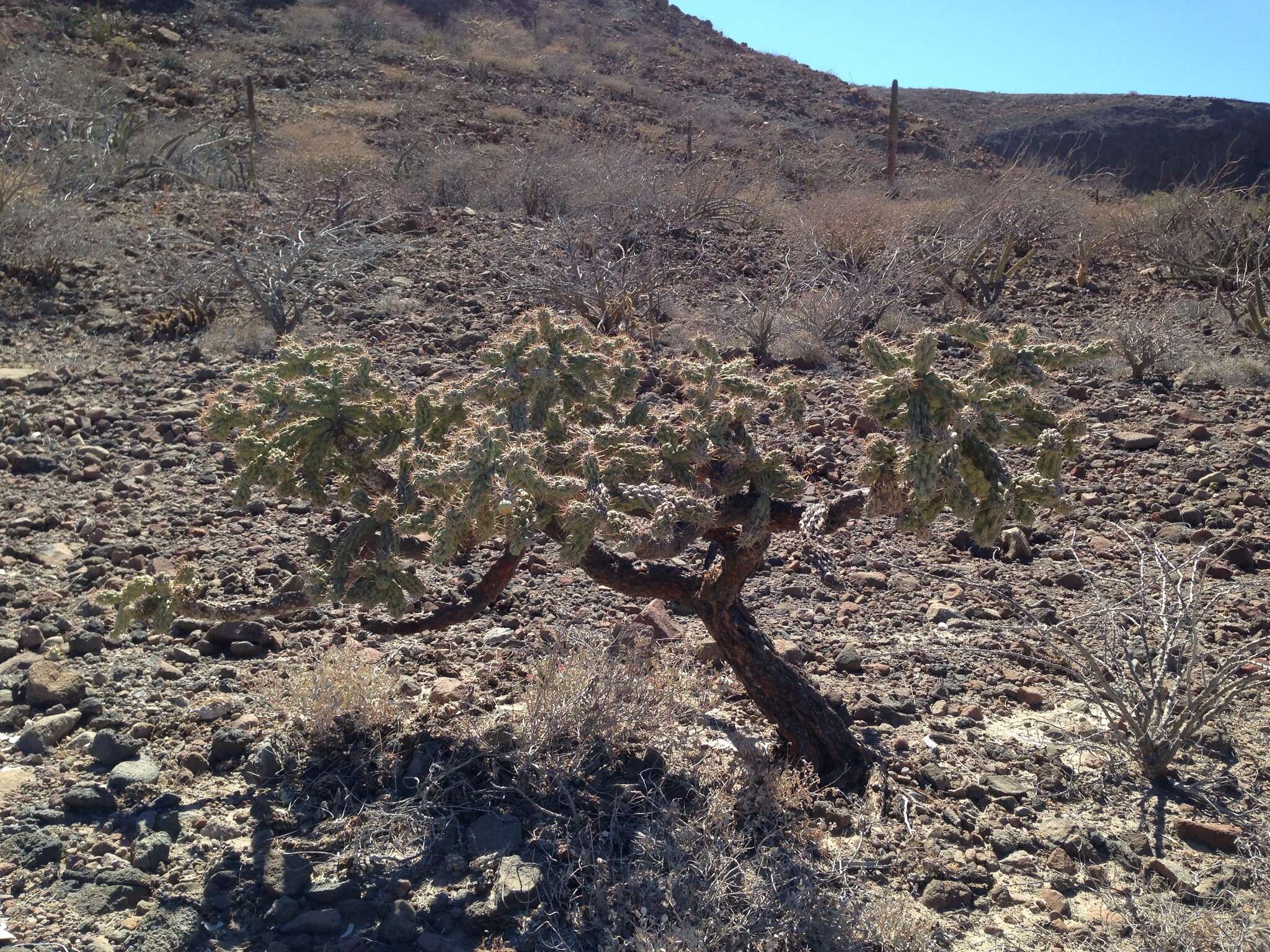 Image of Cylindropuntia cholla (F. A. C. Weber) F. M. Knuth