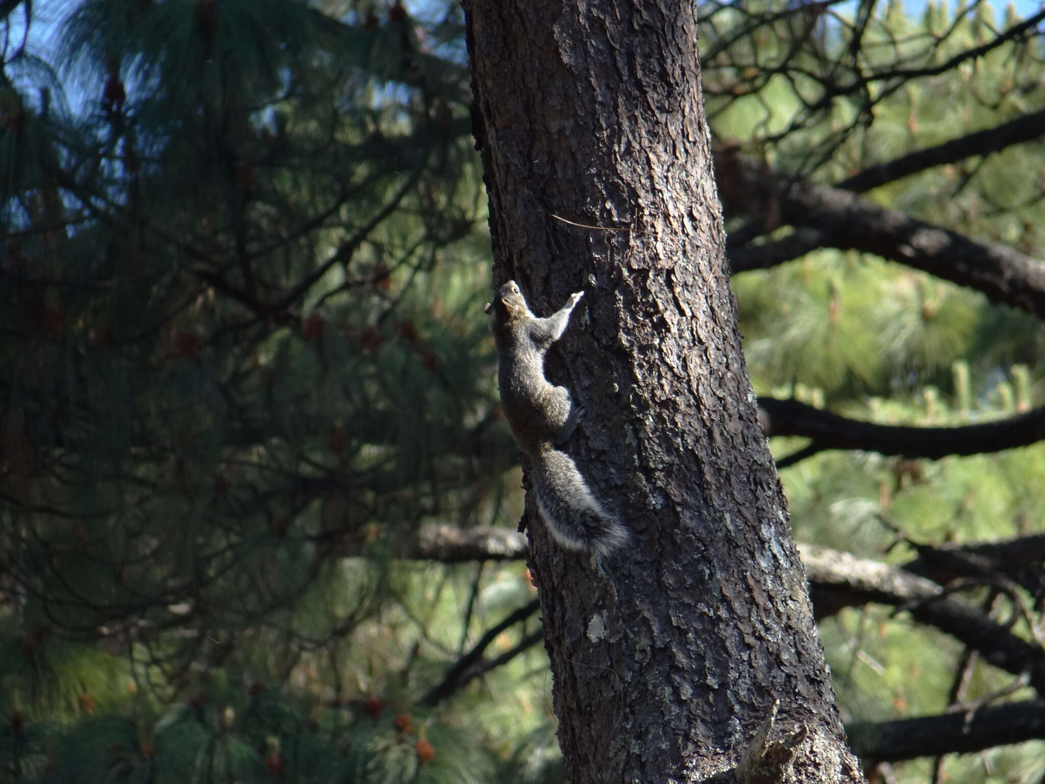 Image of Peters's squirrel