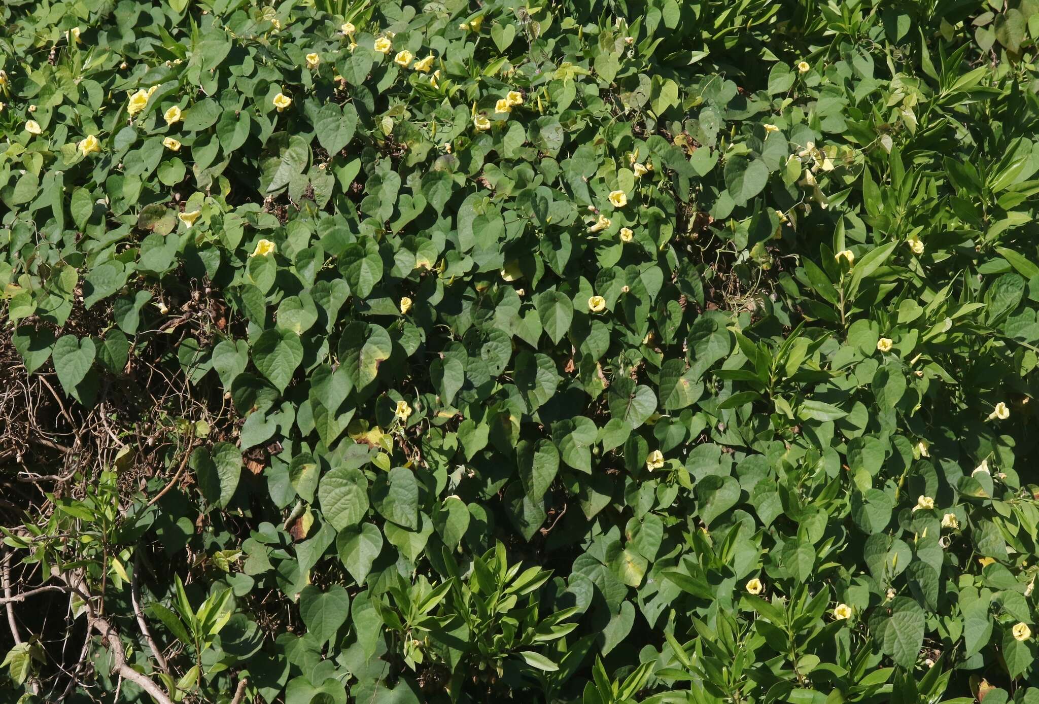 Ipomoea ochracea (Lindl.) G. Don的圖片