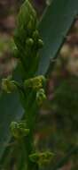 Image of Habenaria henscheniana Barb. Rodr.