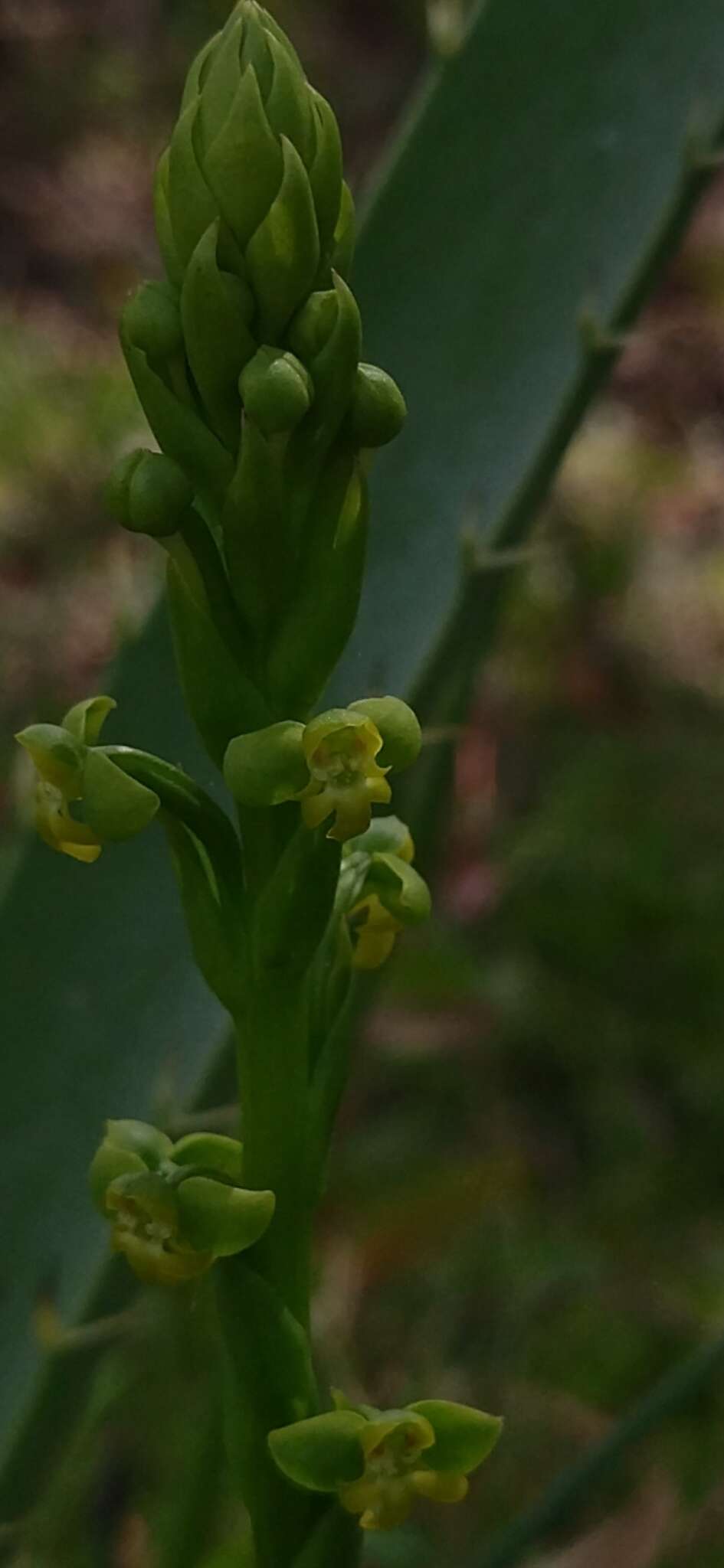 Image of Habenaria henscheniana Barb. Rodr.