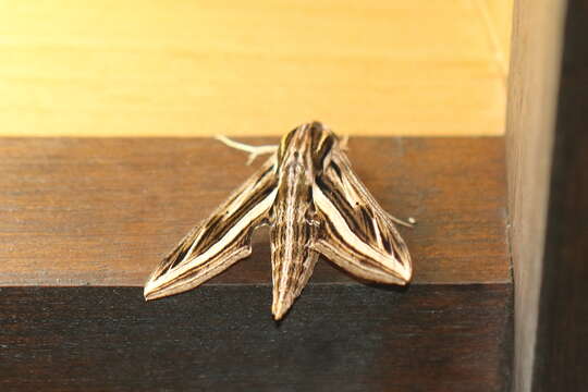 Image of Vine Hawk-Moth