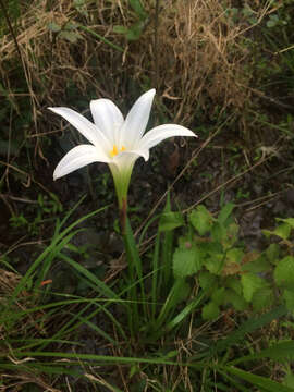 Image of Zephyranthes atamasco (L.) Herb.