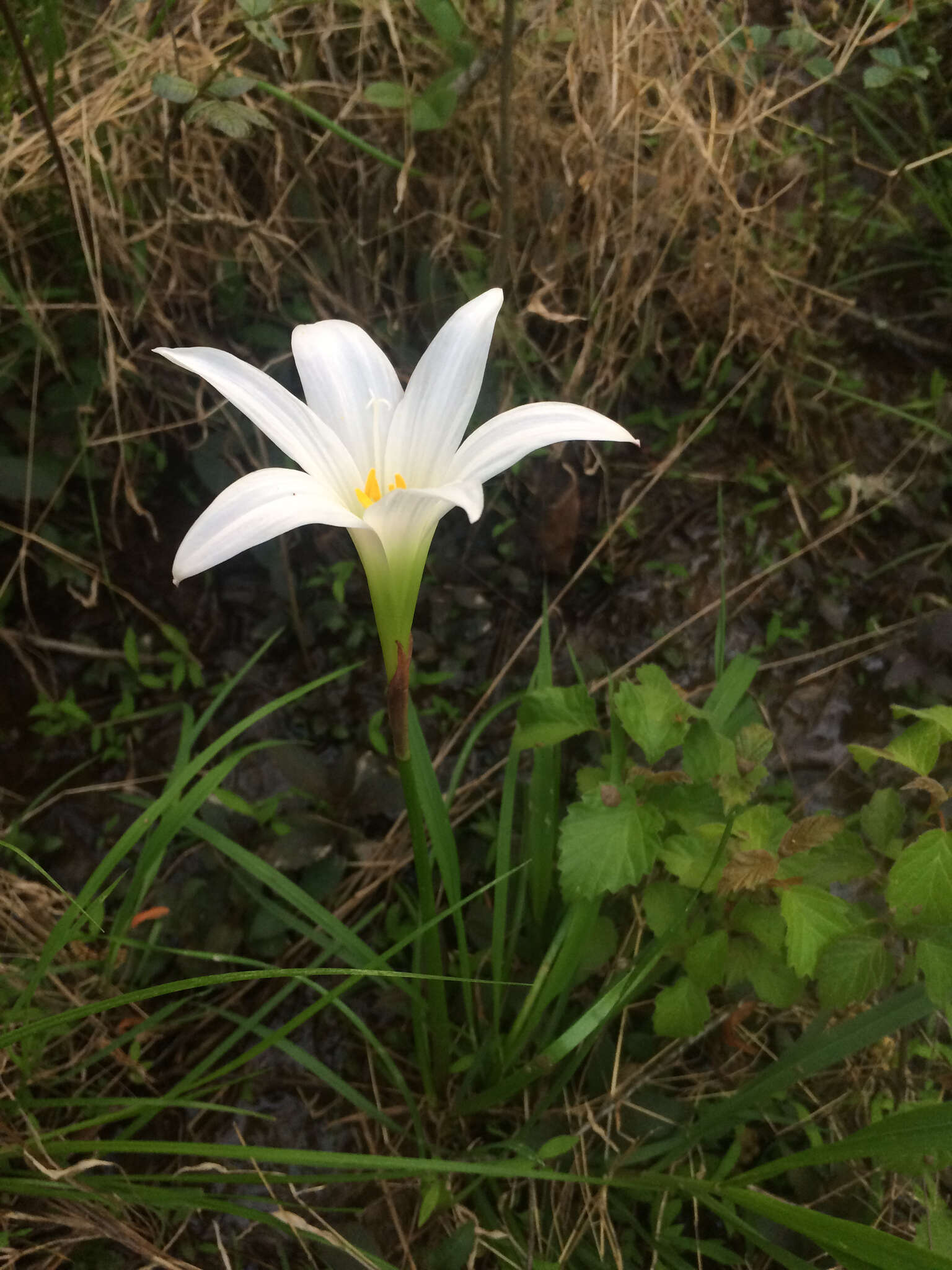 Zephyranthes atamasco (L.) Herb. resmi