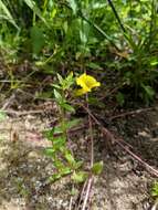 Image of Golden Hedge-Hyssop