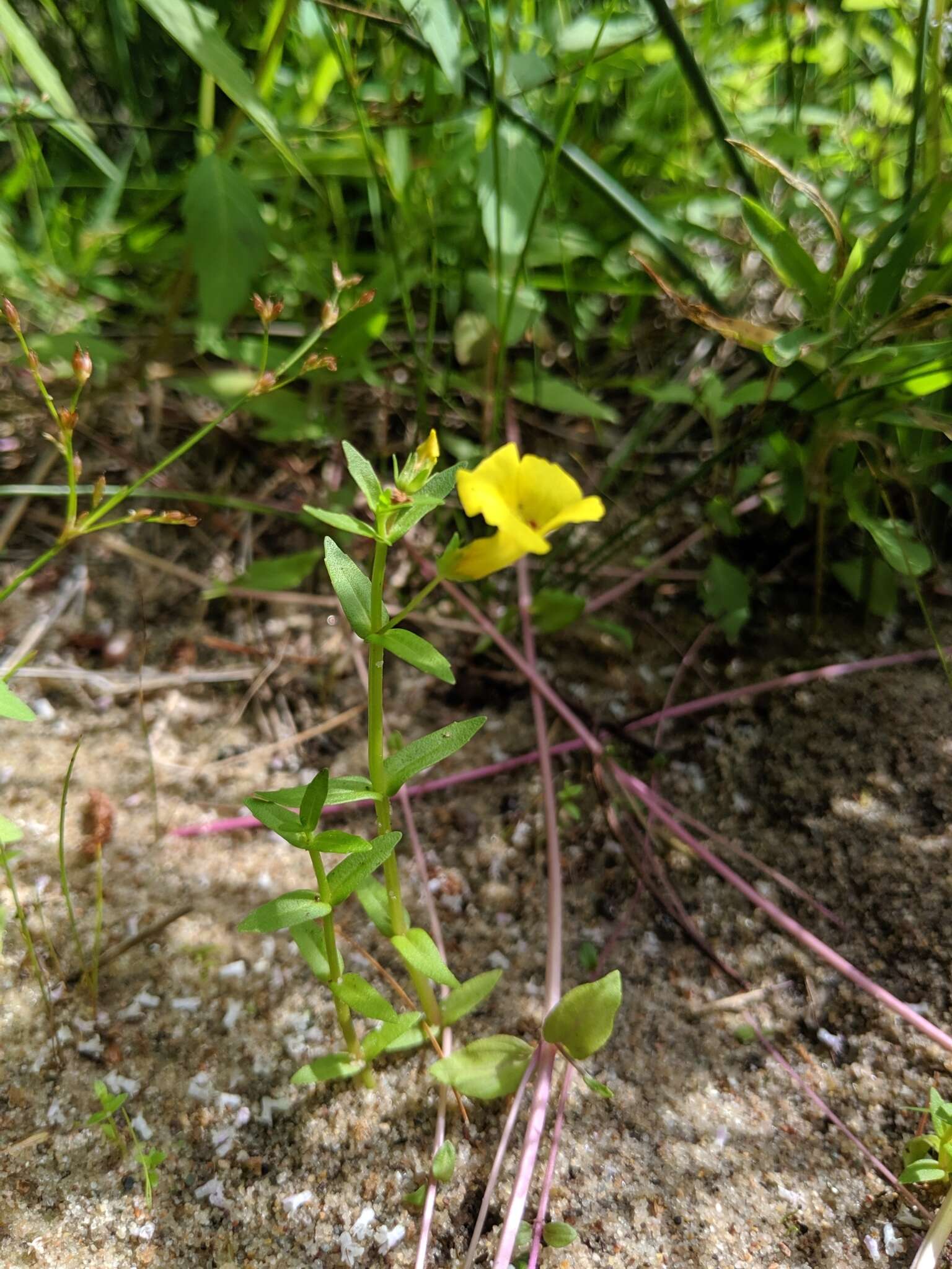 Image de Gratiola aurea Muhl.